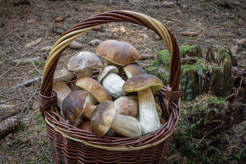 Wicker basket with fresh tasty edible cep mushrooms in spruce forest