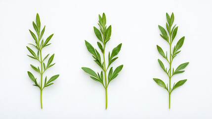 Green Leaves on White Background: Minimalist Botanical Photography