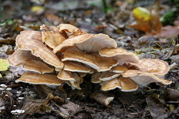 Detail shot of amazing Meripilus giganteus mushroom commonly known as giant polypore
