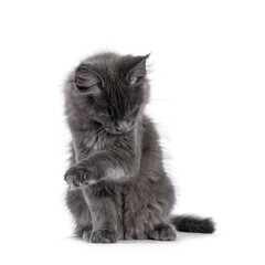 Majestic solid blue Maine Coon cat kitten, sitting up facing front. Cleaning itself with tongue. Isolated on a white background.