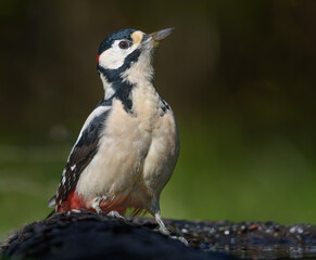 Happy male Great spotted woodpecker (Dendrocopos major) sits on a thick branch and warms himself up in cold autumn sun