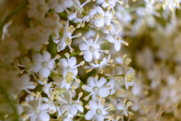 Elder flowers. Elderberry blossom. Elder flowers. Elderberry blossom	