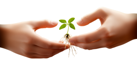 Hands carefully cradling a small seedling with exposed roots, symbolizing nurturing growth, protection, and new beginnings on a bright white background