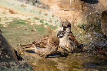 bird, nature, animal, wildlife, wild, water, grass, brown, squirrel, summer, cute, beak, mammal, forest, green, tree