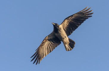 Daring Hooded Crow (Corvus corone cornix) flies around in blue sky with stretched wings