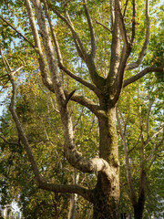 Trees in October along corso Sempione, Milan, Italy