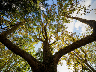 Trees in October along corso Sempione, Milan, Italy