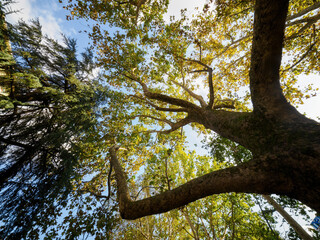 Trees in October along corso Sempione, Milan, Italy