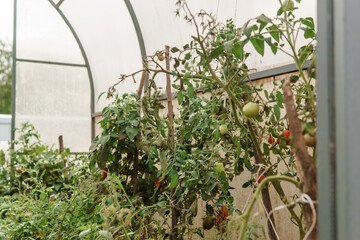 Tomatoes are hanging on a branch in the greenhouse. The concept of gardening and life in the country. A large greenhouse for growing homemade tomatoes.