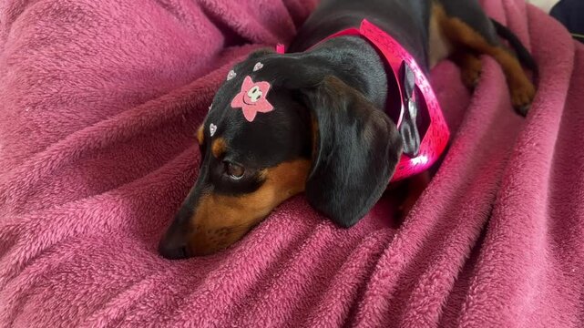 cachorro salsicha  fofo duchshund 