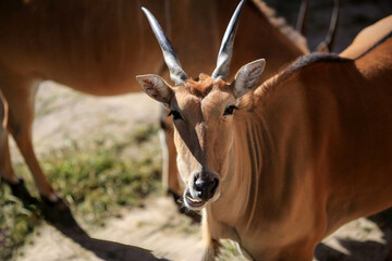 Antelope Impala ( Aepyceros melampus)