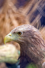portrait of eagle in the forest