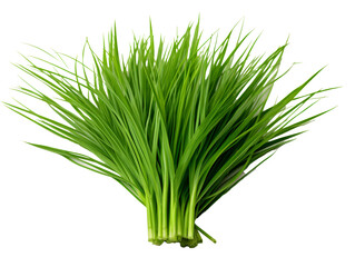 a bunch of green grass