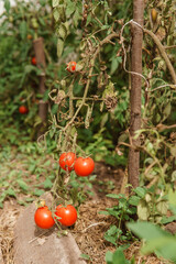 Tomatoes are hanging on a branch in the greenhouse.