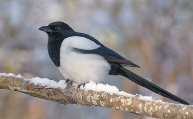 Eurasian magpie (Pica pica) perched in snow covered branch in cold winter