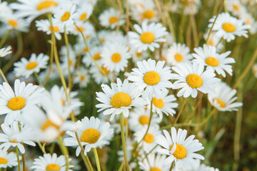 Chamomile flowers in close-up. A large field of flowering daisies. The concept of agriculture and the cultivation of useful medicinal herbs.