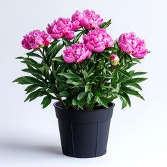 Pink peonies in a black pot on a white background.