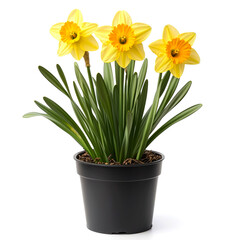 Three yellow daffodils in a black pot with green leaves. © Idea stock