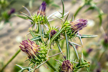 close up of  blooming wild plant