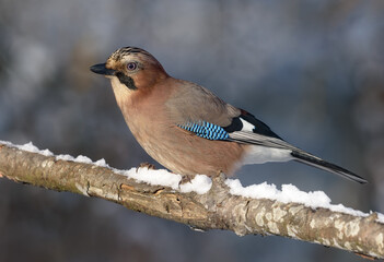 Eurasian Jay (Garrulus glandarius) perched on snow covered old branch in winter snow fall 
