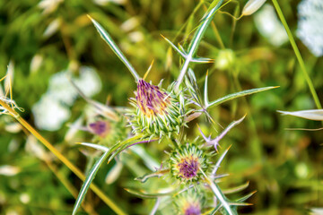 red bloom thistle in the nature