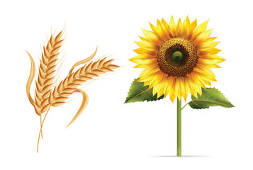 Autumn plants set isolated white background, thanksgiving elements vector, autumn illustration, hello autumn vector