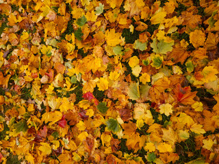 Natural autumn background. Autumn fall leaves of maple trees.