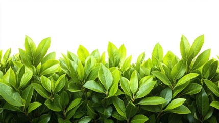 Obraz premium Lush Green Foliage Border on White Background Nature Texture Leaf Design