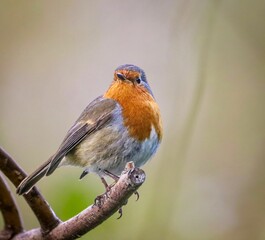 European Robin Perched on a Branch