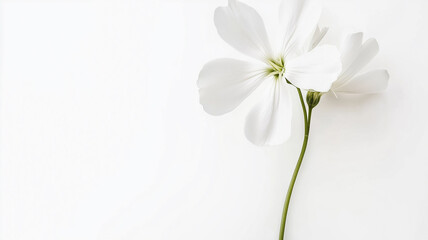Fototapeta premium white spring flower