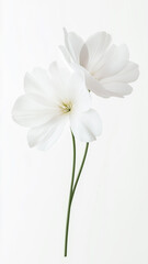 Obraz premium white spring flower