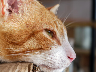 Close-up shot of face of a orange and white cat  stripes lying, Cute cat, Extra close up