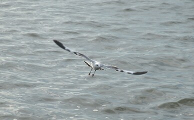 seagull evacuate in winter flying to feeding food on sea at Bang poo travel location in Thailand 