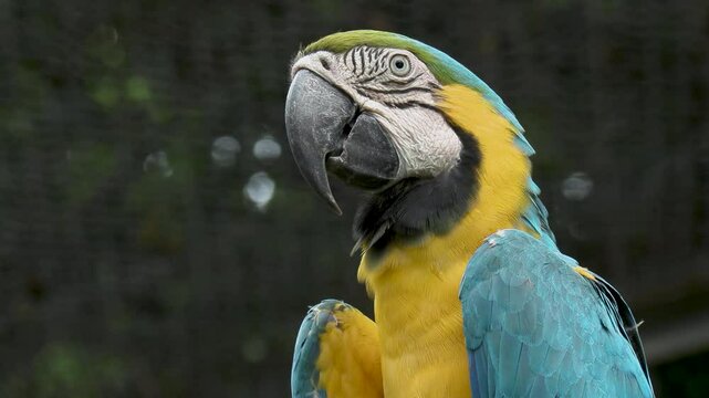 Side view of Macaw bird. Very closeup. 4k