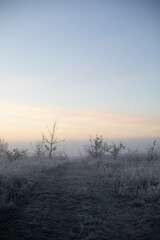 Obraz premium Misty morning on the meadow