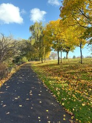 Naklejka premium Vibrant Autumn Path in Scotland: Yellow Trees and Fallen Leaves Adorn a Serene Walkway Under a Bright Blue Sky with Fluffy Clouds, Capturing the Tranquil Beauty of Fall in a Scenic Natural Landscape.
