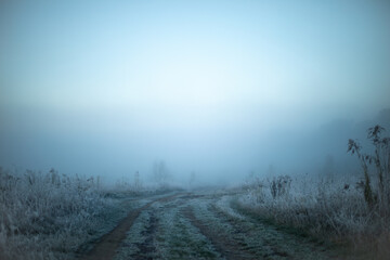 Misty morning on the meadow

