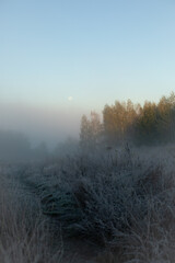 Misty morning on the meadow

