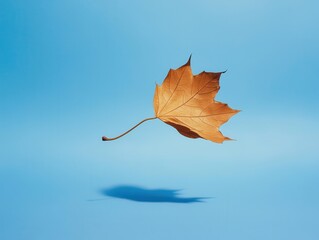 Leaf Falling in Wind on Solid Blue Background