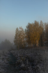 Misty morning on the meadow

