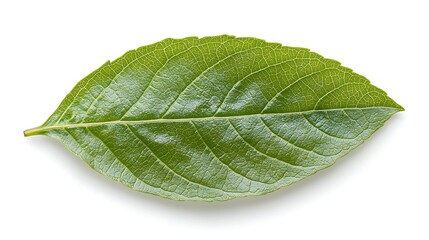 Obraz premium The vibrant green leaf a close-up study of nature's intricate design and texture for botanical enthusiasts and artists alike