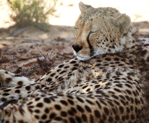 Nature, animal and cheetah sleeping on safari for environment, conservation and wildlife in savannah. Africa, natural background and big cat predator for tourism, adventure or travel in national park