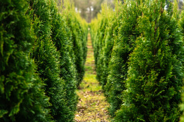 Row of Green Thuja Trees