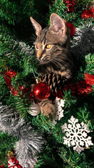 Cute feline, a domestic kitty, it playfully destroys Christmas decoration tree