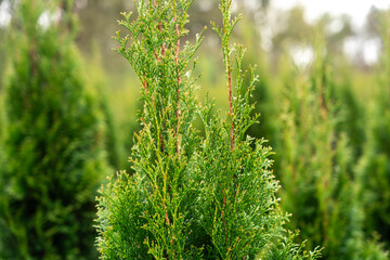 A plantation of young conifer trees