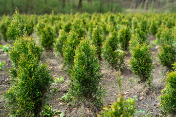 A plantation of young conifer trees