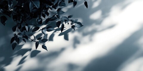 Abstract shadow of a tree with leaves cast on a white wall background, Tree shadow with leaves on white wall background