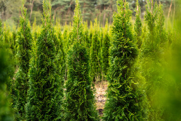 A plantation of young conifer trees
