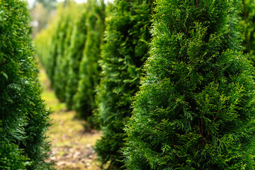 Row of Green Thuja Trees
