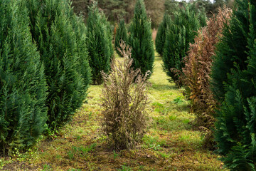 The green arborvitae trees arranged in neat rows